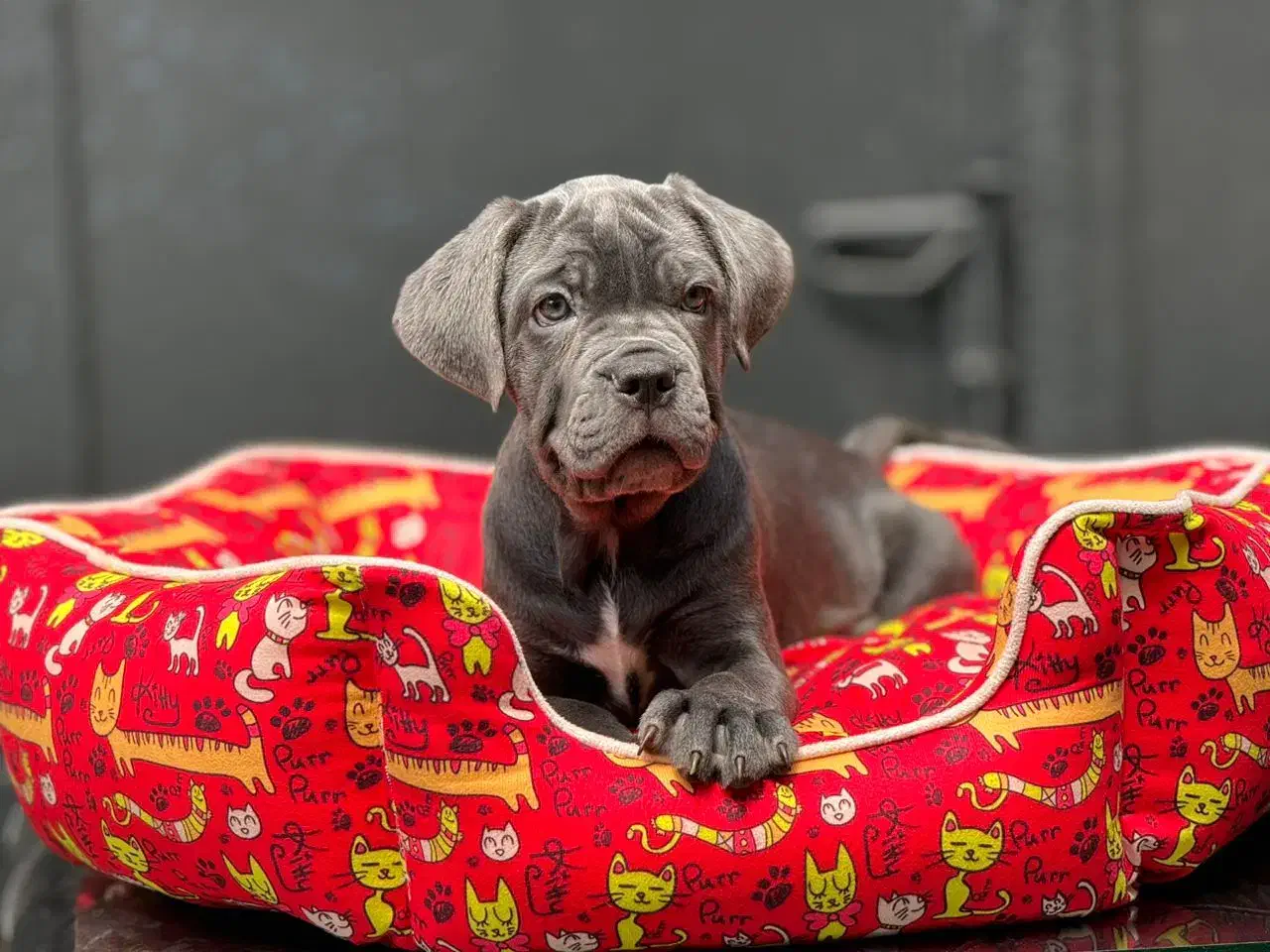 کین کورسو|سگ|تهران, پردیسان|دیوار