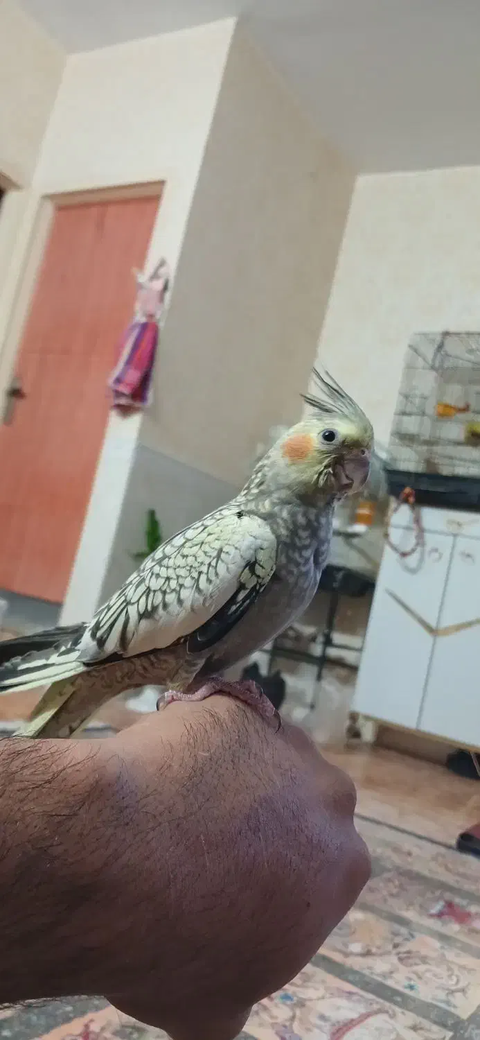 عروس هلندی|پرنده|باقرشهر, |دیوار