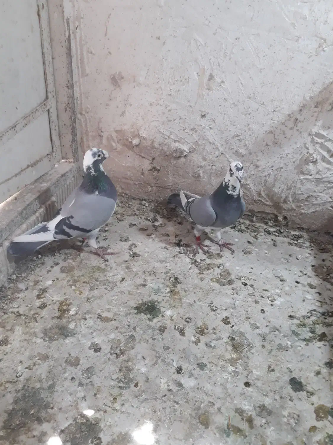 بزک سینه سفید|پرنده|شیراز, کوشک میدان|دیوار