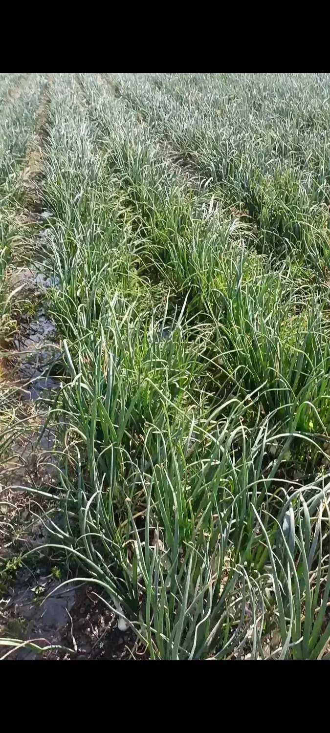 نهال پیاز|گل و گیاه طبیعی|جیرفت, |دیوار