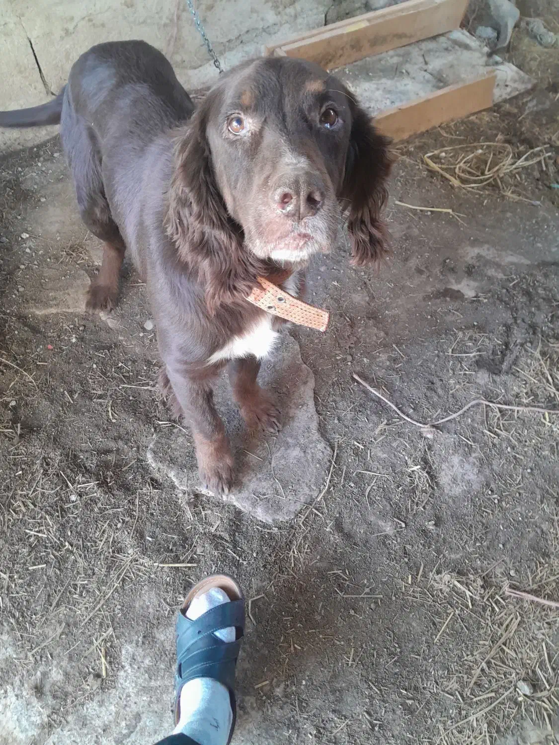 گمشده|حیوانات|کومله, |دیوار