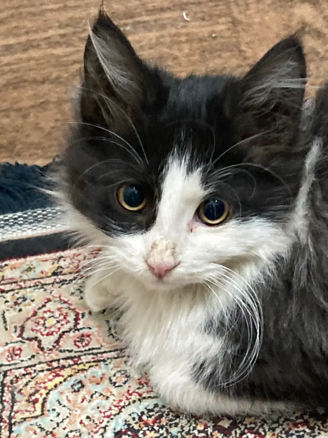 گربه|گربه|ارومیه, |دیوار