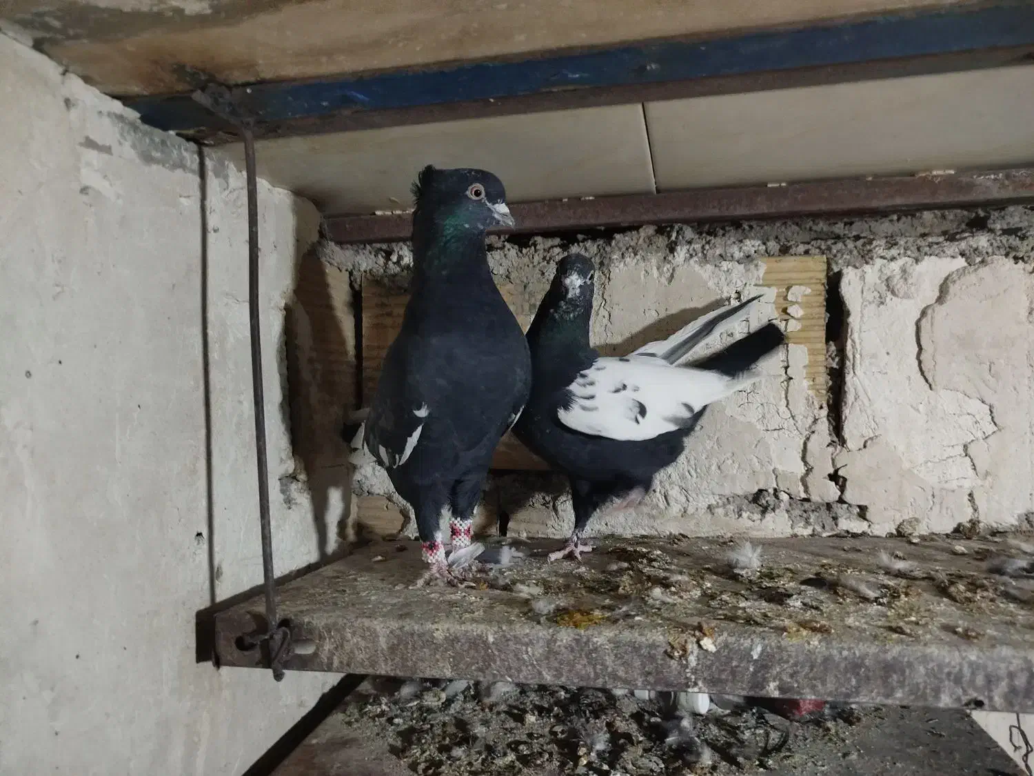 کبوتر رنگی|پرنده|الوند, |دیوار