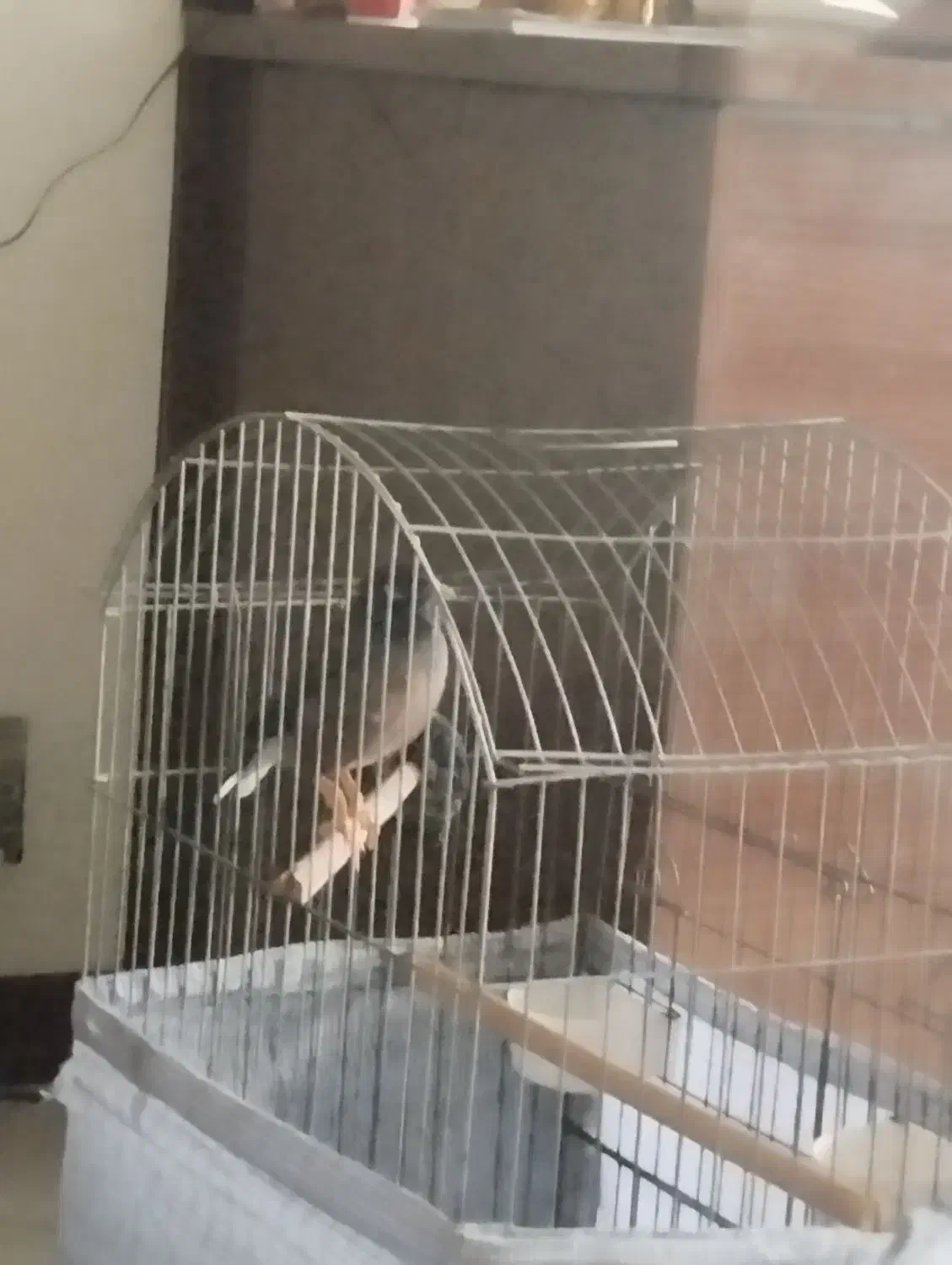 مینای سخن گو وباهوش|پرنده|تهران, فدک|دیوار