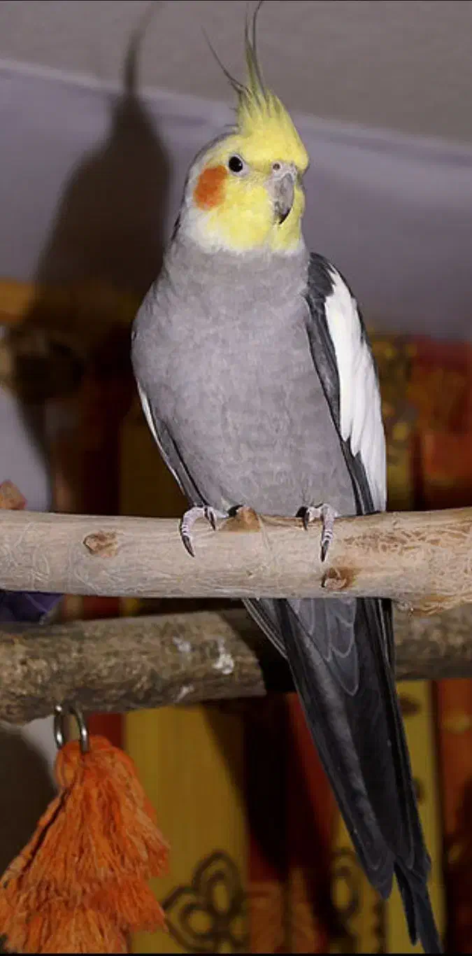 عروس هلندی نر یک ساله|پرنده|تربت‌حیدریه, بالا ولایت|دیوار