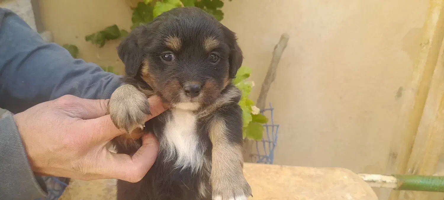 فروش توله سگ فانتزی ترییر|سگ|شیراز, شهرک امیر کبیر|دیوار