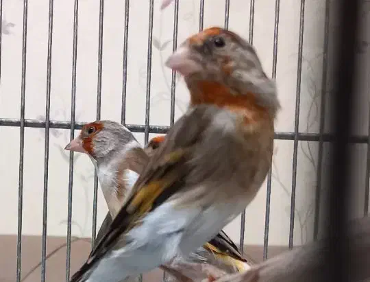 سهره قناری نشان‌دار|پرنده|اردبیل, |دیوار