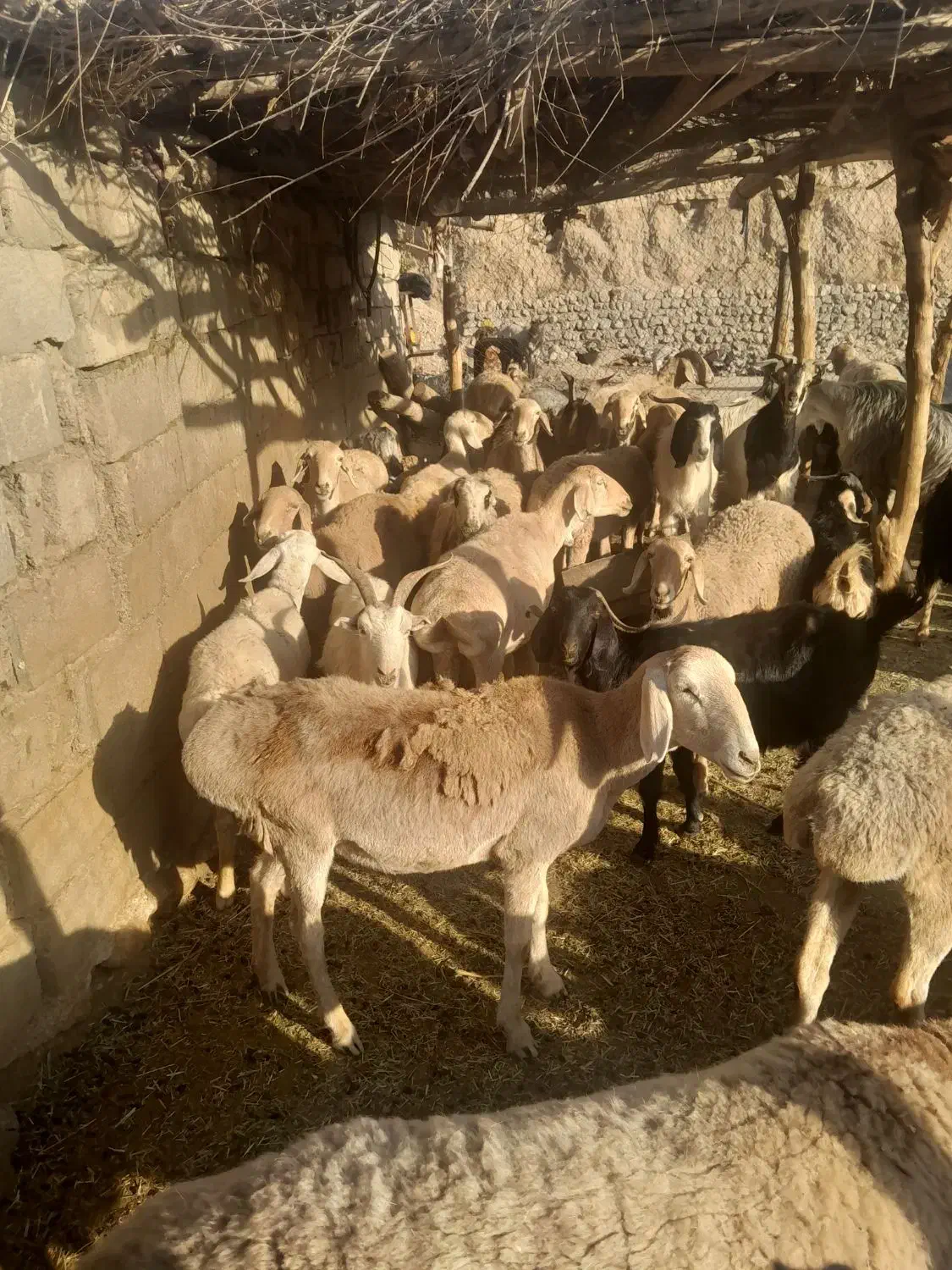 فروش ۱۲ راس میش چینی معاوضه با بز|حیوانات مزرعه|سیسخت, |دیوار