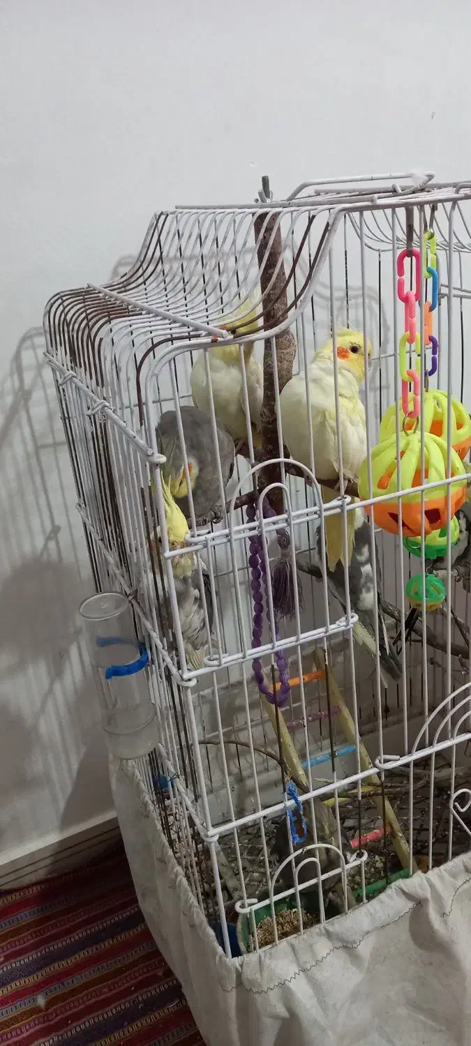 عروس هلندی|پرنده|نوشهر, |دیوار