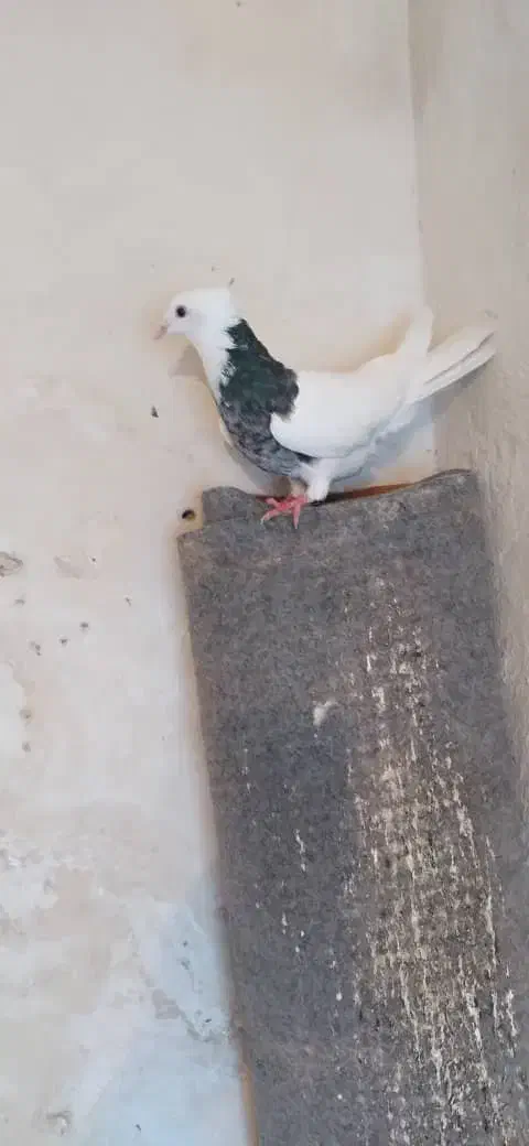 طوقی ماده|پرنده|امیدیه, |دیوار