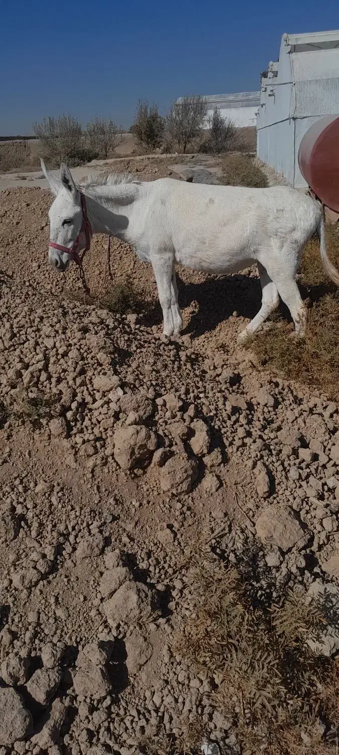 خر الاغ ماده جوان|حیوانات مزرعه|فلاورجان, |دیوار