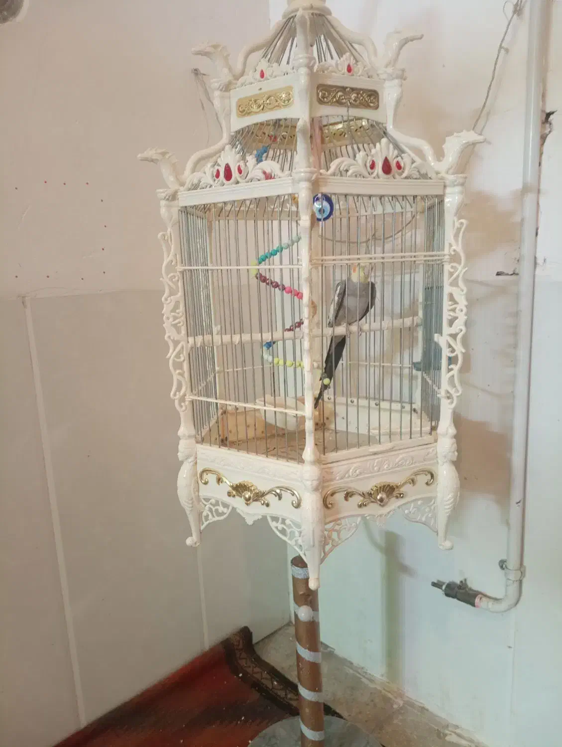 یک عروس خوش صدا و آواز خون|پرنده|میبد, |دیوار