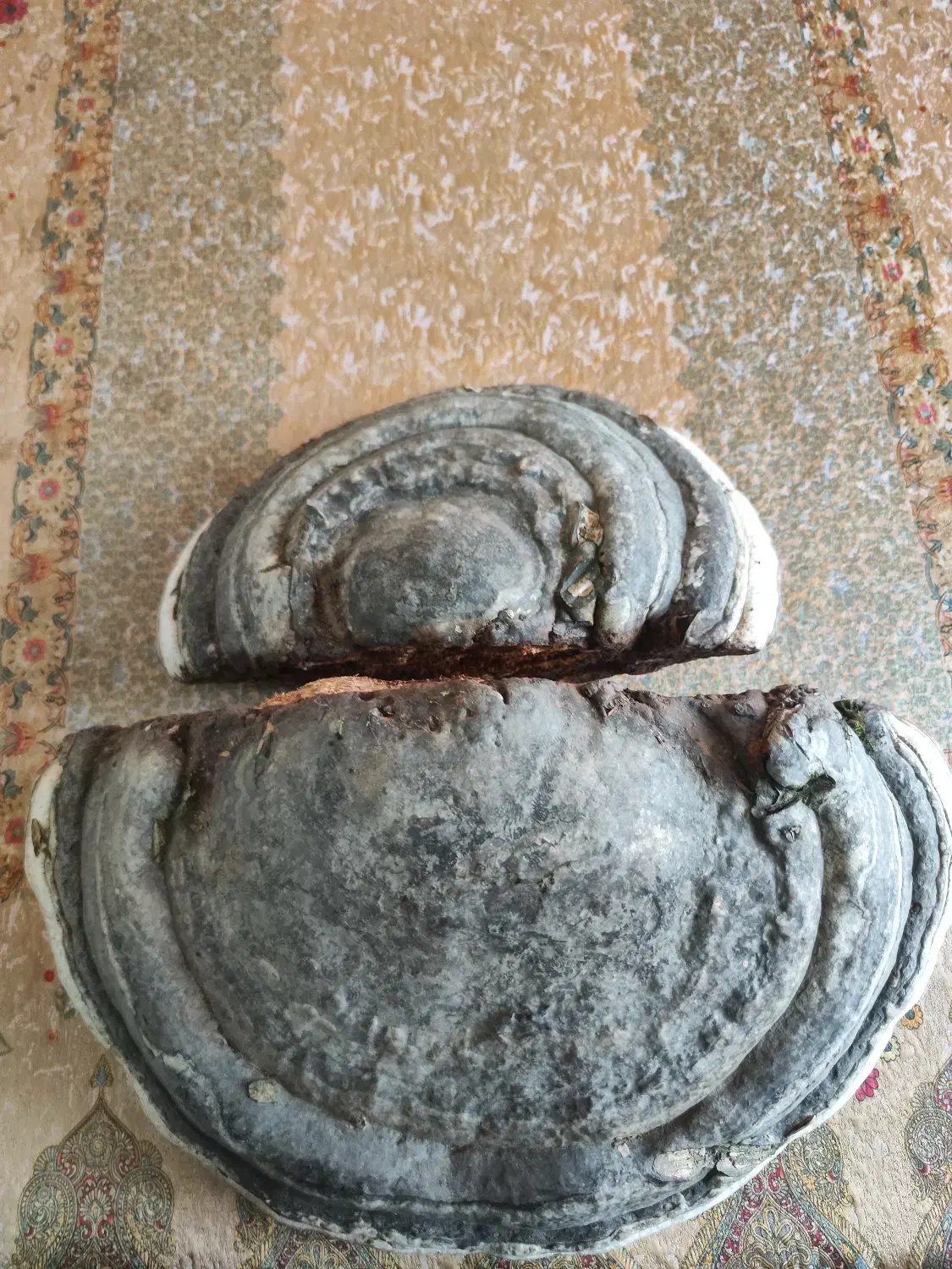 قارچ گا نو در ما جنگلی|خوردنی و آشامیدنی|قائمشهر, |دیوار