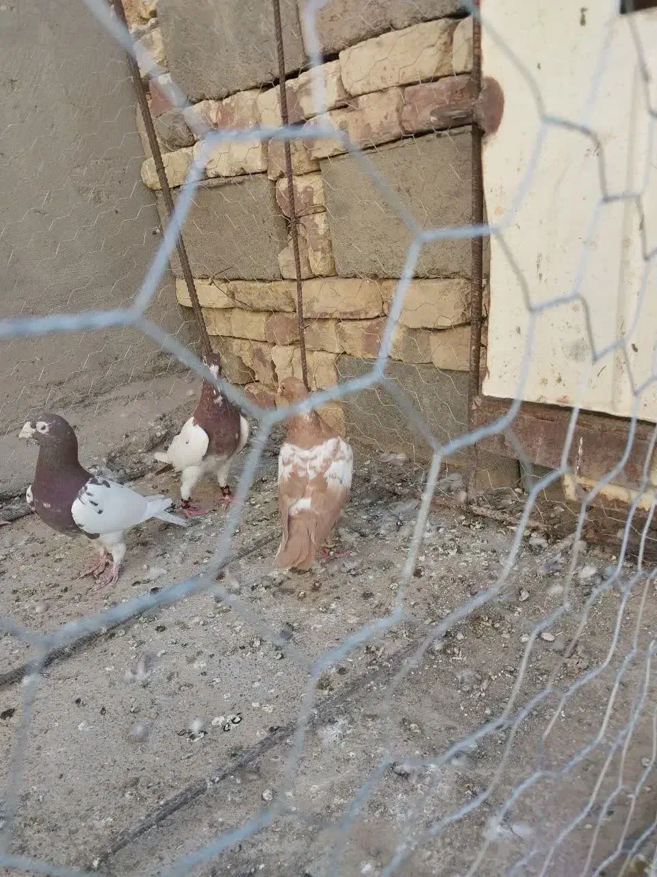 کارل|پرنده|کرباسک, |دیوار