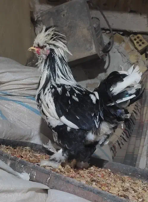 2عدد خروس زینتی یکیش سلطان|پرنده|آران و بیدگل, |دیوار