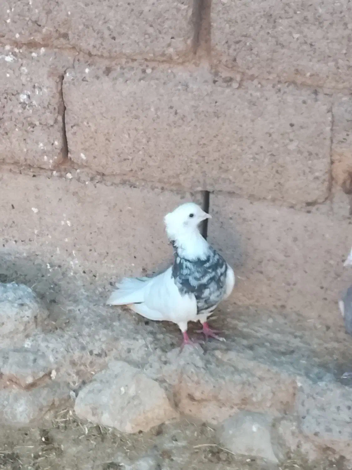 پرندگان|پرنده|دهلران, |دیوار