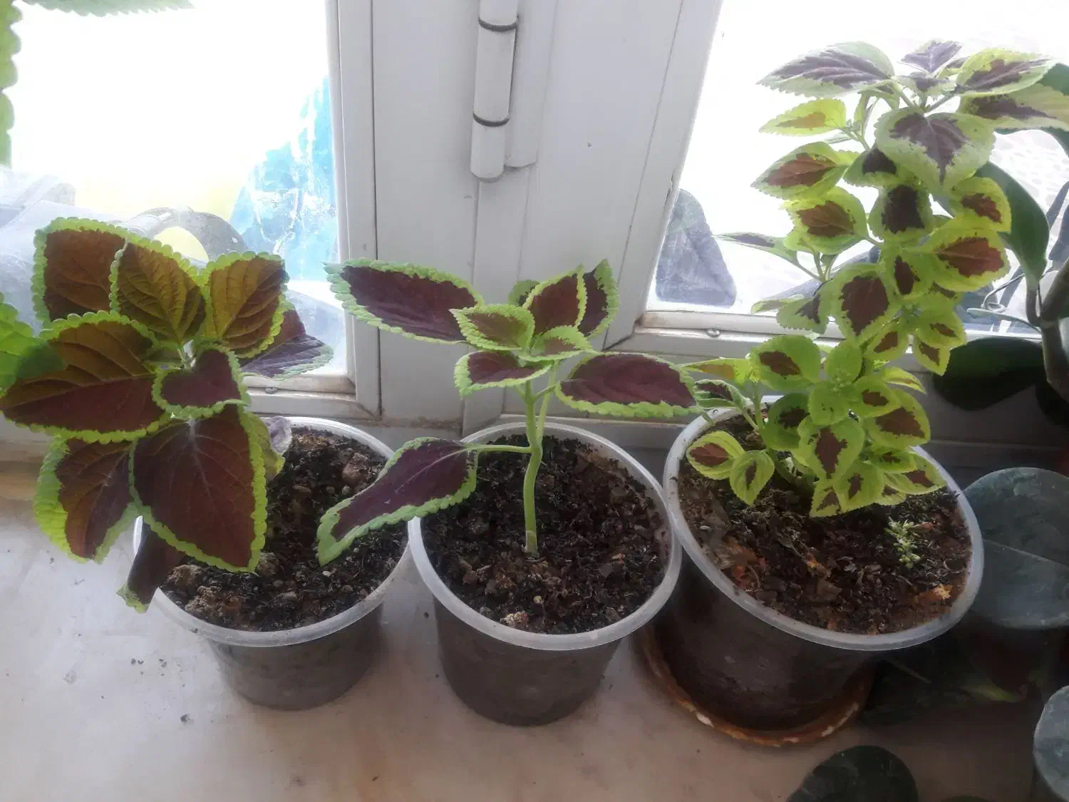 فروش گل های زیبا طبیعی|گل و گیاه طبیعی|سرپل ذهاب, |دیوار