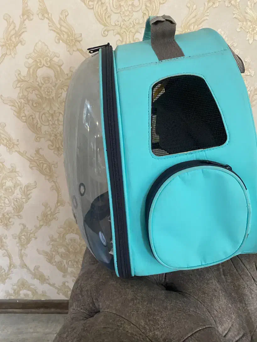 باکس گربه|لوازم جانبی حیوانات|رشت, گلسار|دیوار