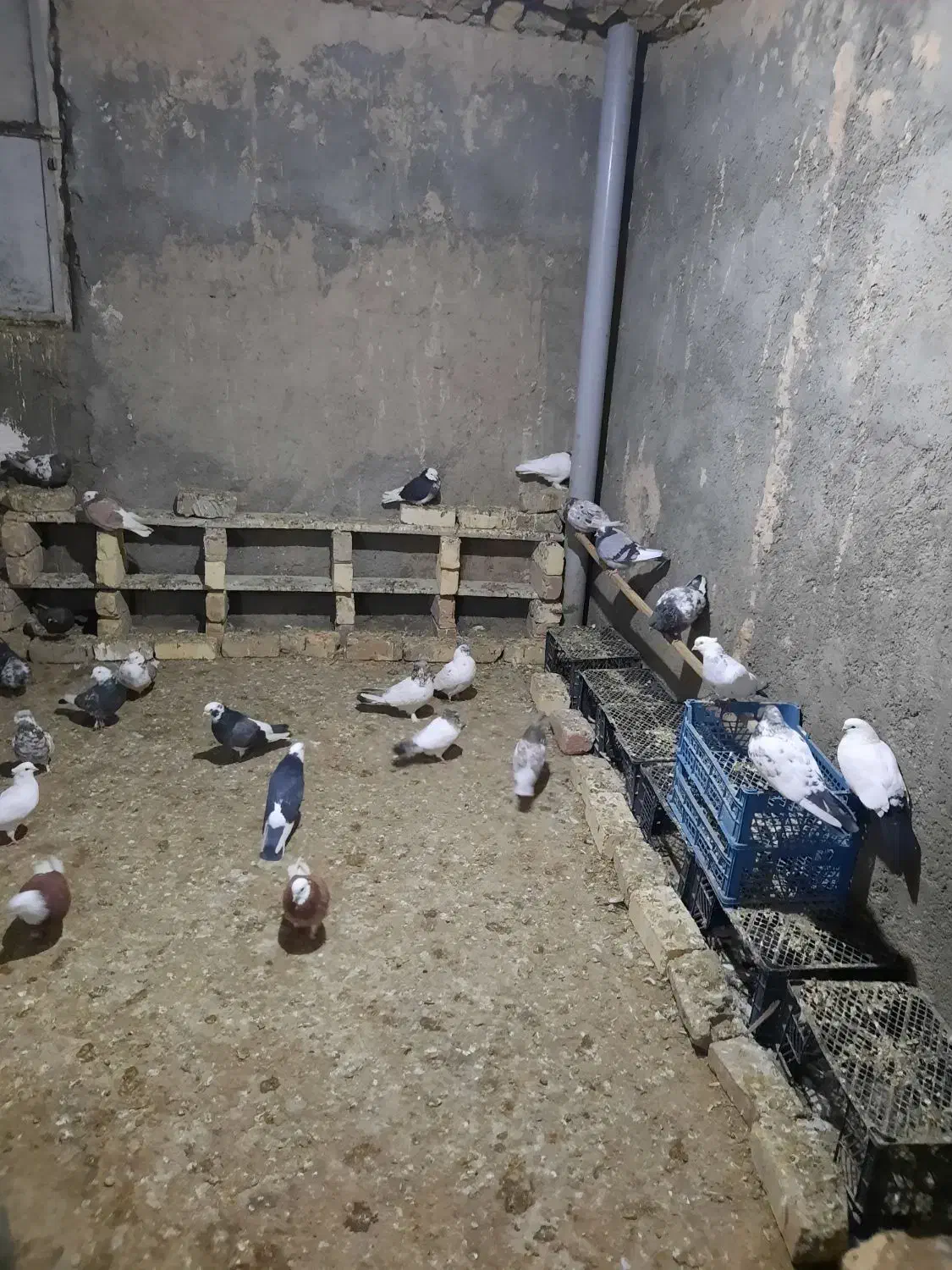 کبوتر|پرنده|قم, بوستان جوان|دیوار