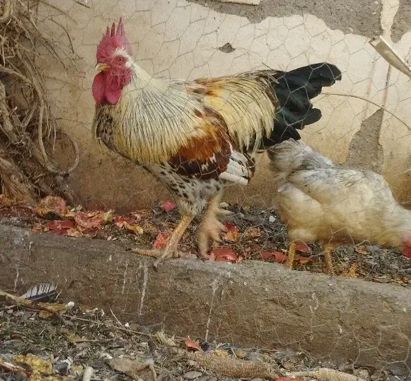 مرغ و خروس|حیوانات مزرعه|کاشان, امیرکبیر|دیوار