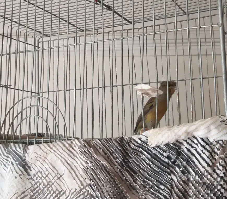 قناری شلاقی مست|پرنده|اصفهان, فرح آباد|دیوار