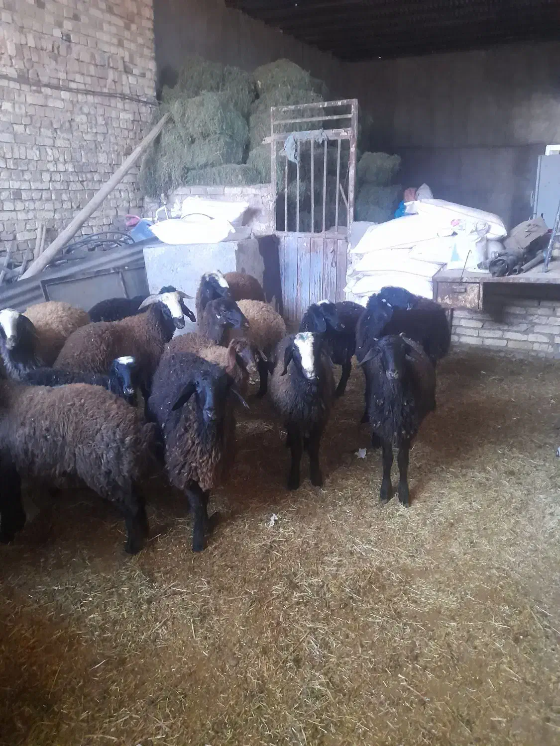 ۲۵بره،ماده،ونرفروشی|حیوانات مزرعه|دشتابی, |دیوار