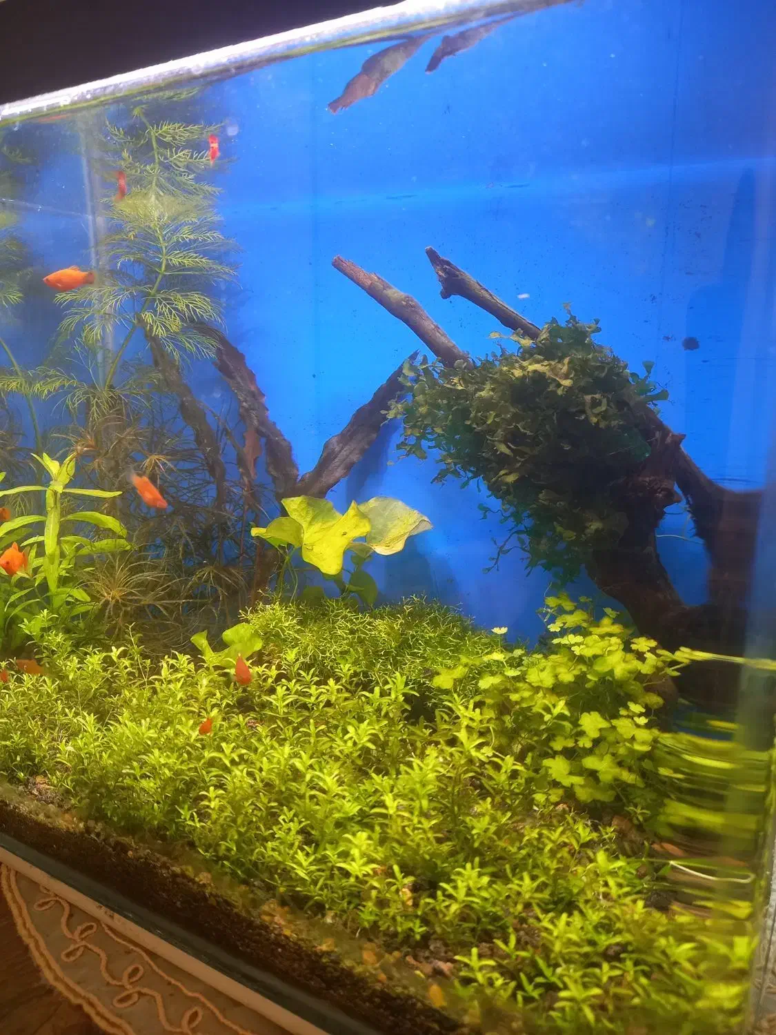 آکواریوم پلنت|ماهی|سنندج, |دیوار