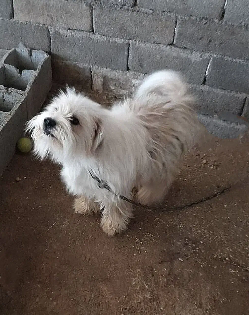 سگ شیتزو معاوضه با عروس هلندی|سگ|خرمآباد, |دیوار