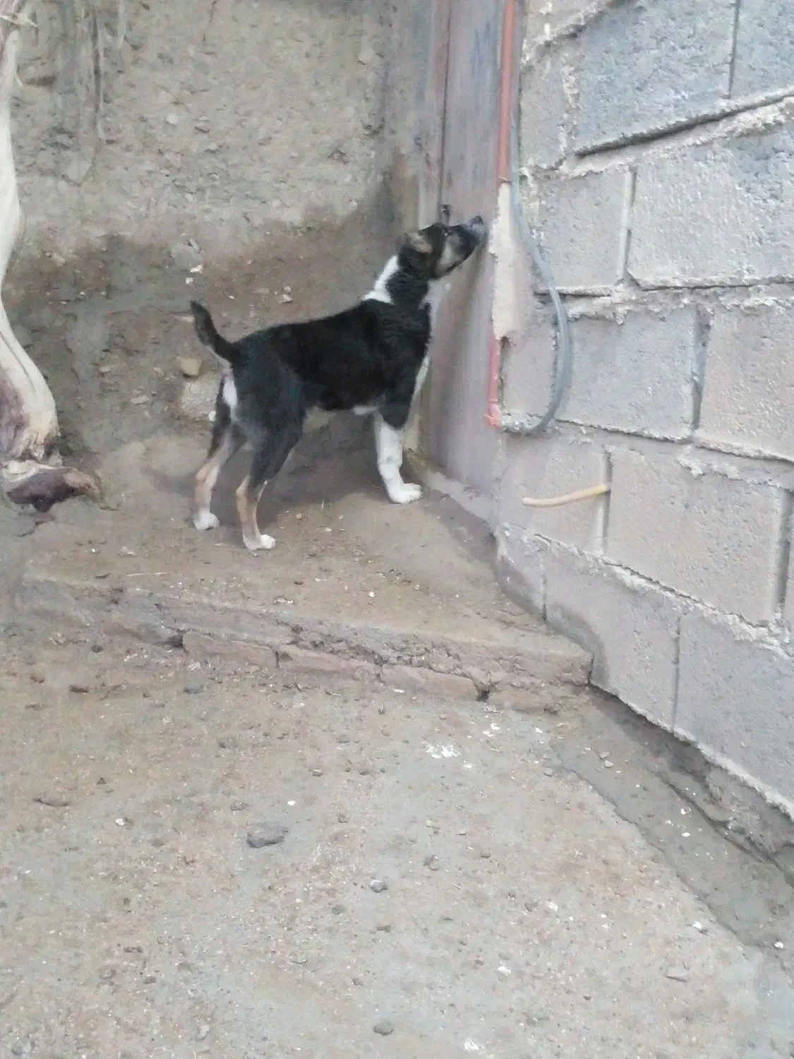 توله سگ|سگ|فیروزه, |دیوار