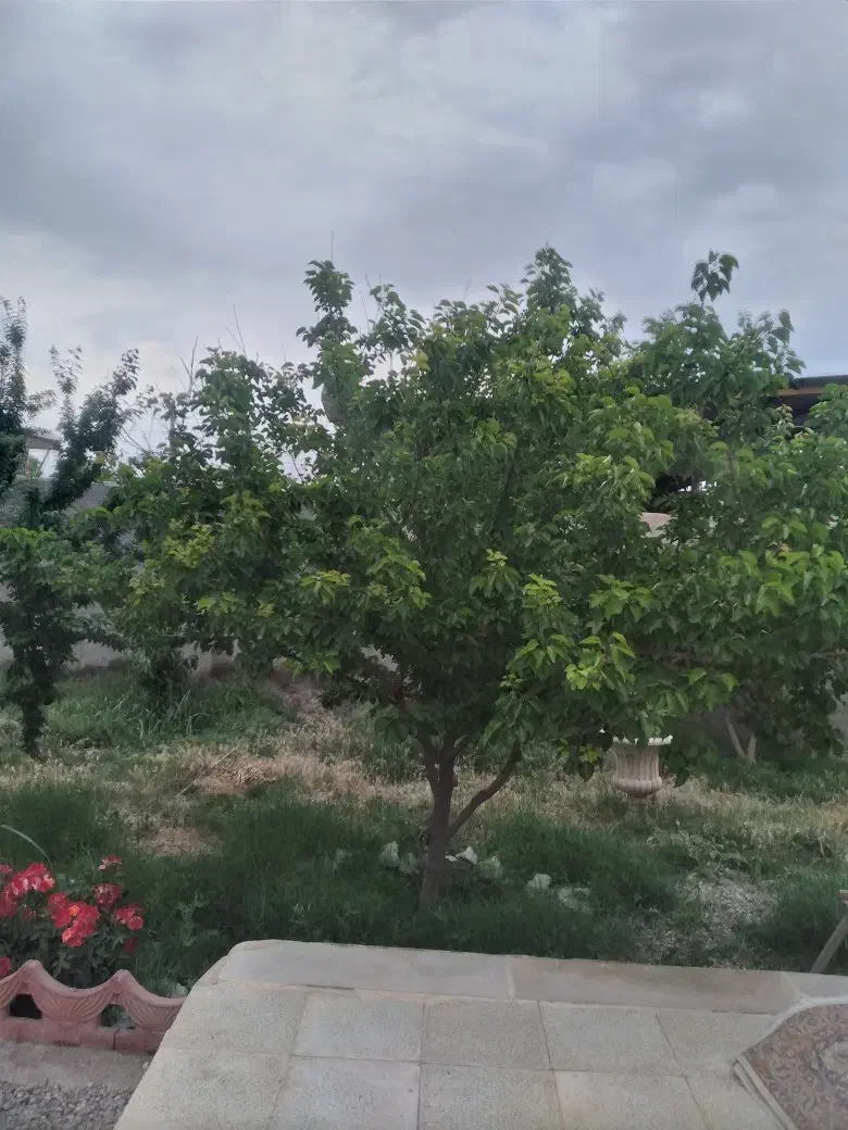 باغ ویلا|فروش خانه و ویلا|پیشوا, |دیوار