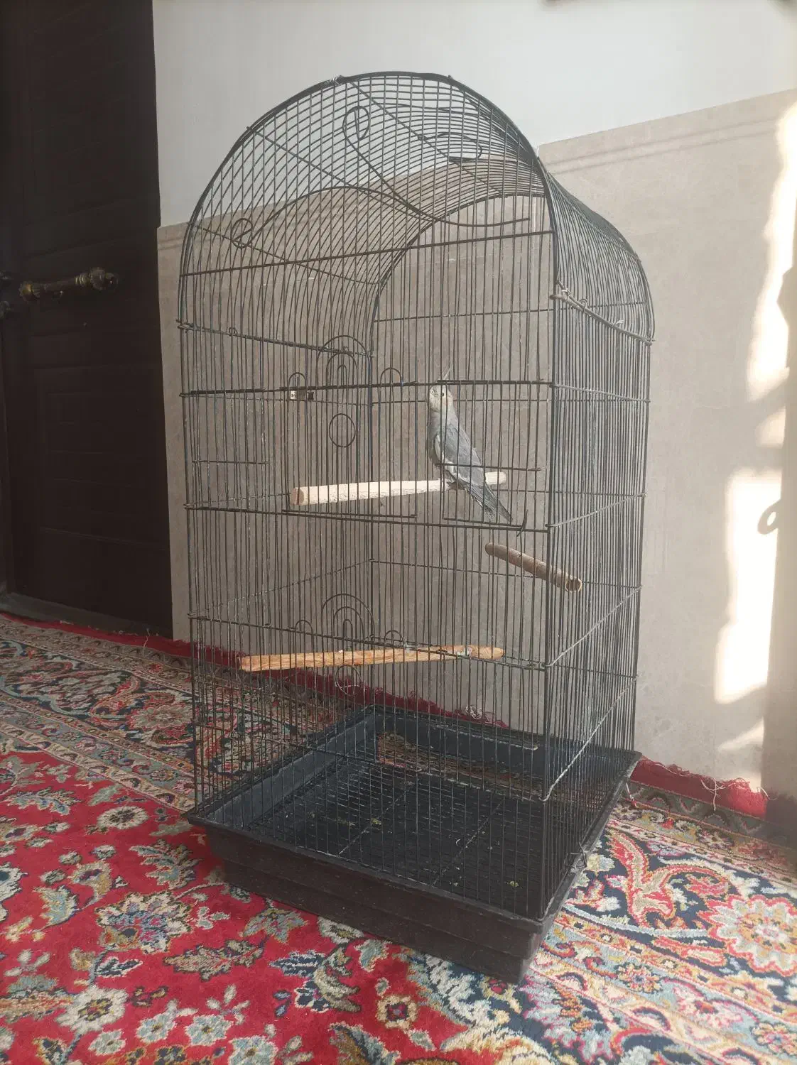 عروس هلندی با قفس بزرگ|پرنده|شریفآباد, |دیوار