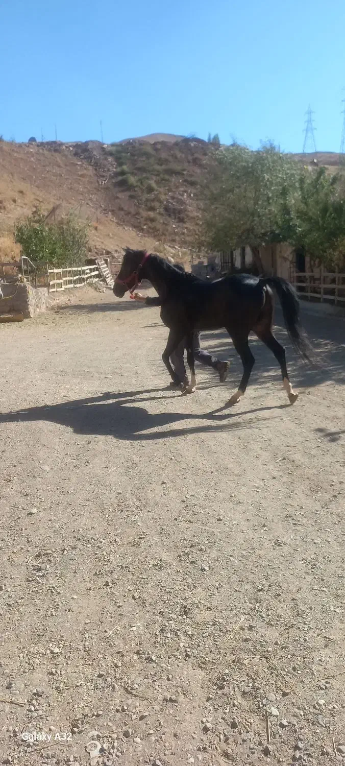 اسب مشکی نریون عرب خالص ایرانی|اسب و تجهیزات اسب‌سواری|هشتگرد, فشند|دیوار