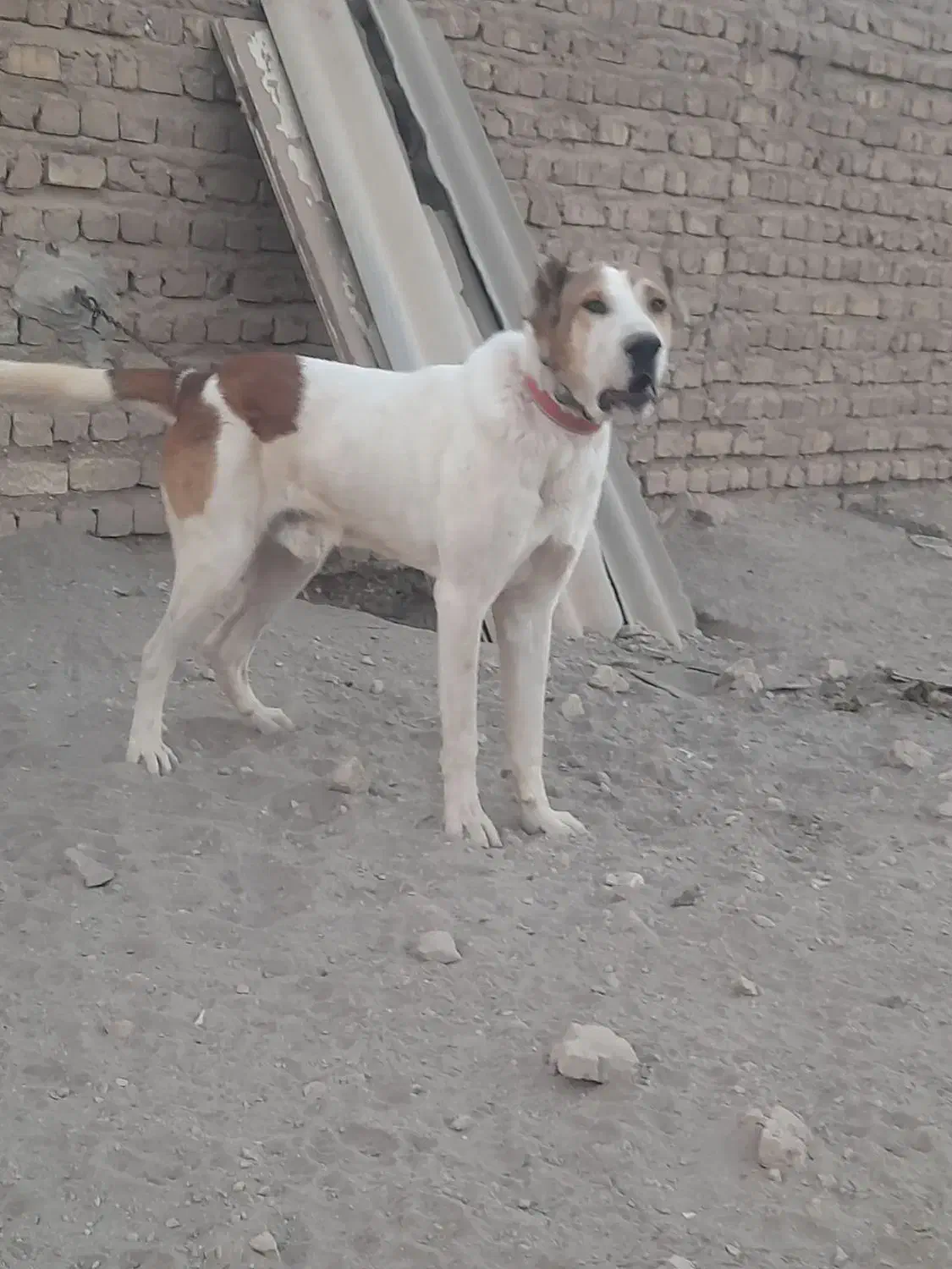 سگ نرسرابی|سگ|تهران, منیریه|دیوار