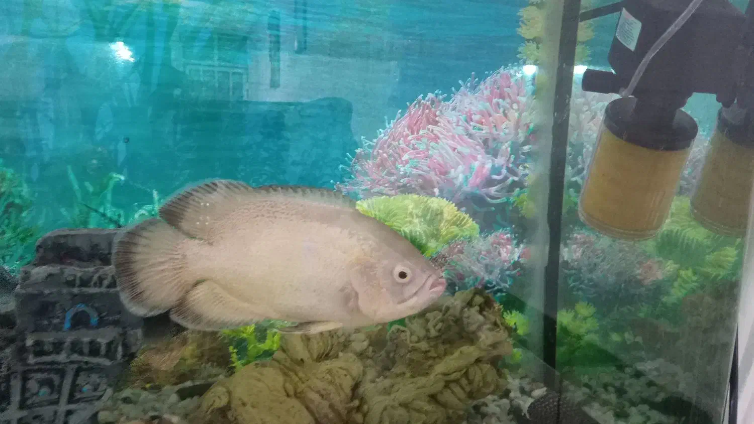 آکواریم شیشه خم شرکتی|ماهی|کنگاور, |دیوار