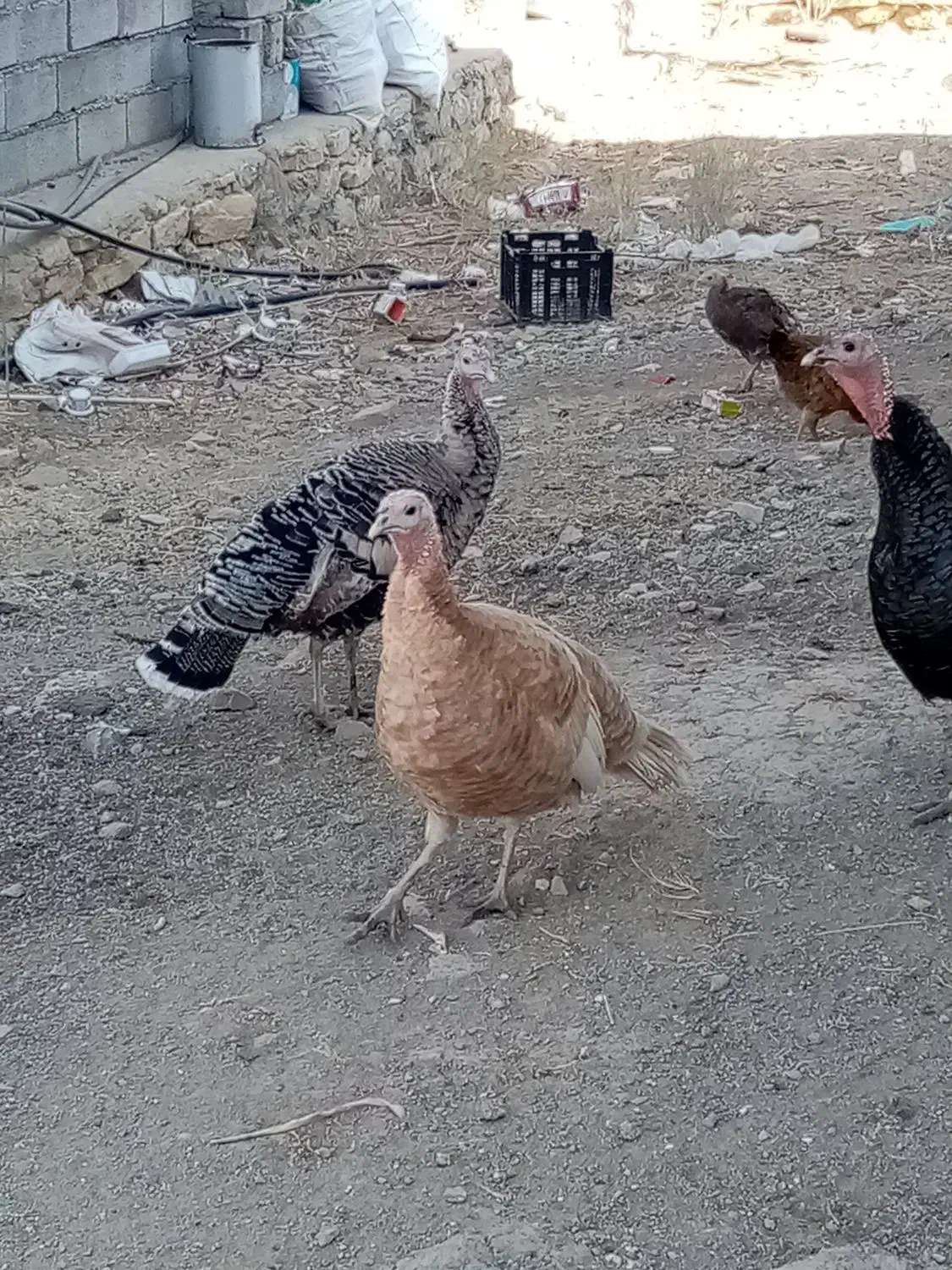 بوقلمون رسمی اصیل|حیوانات مزرعه|چهاردولی, |دیوار