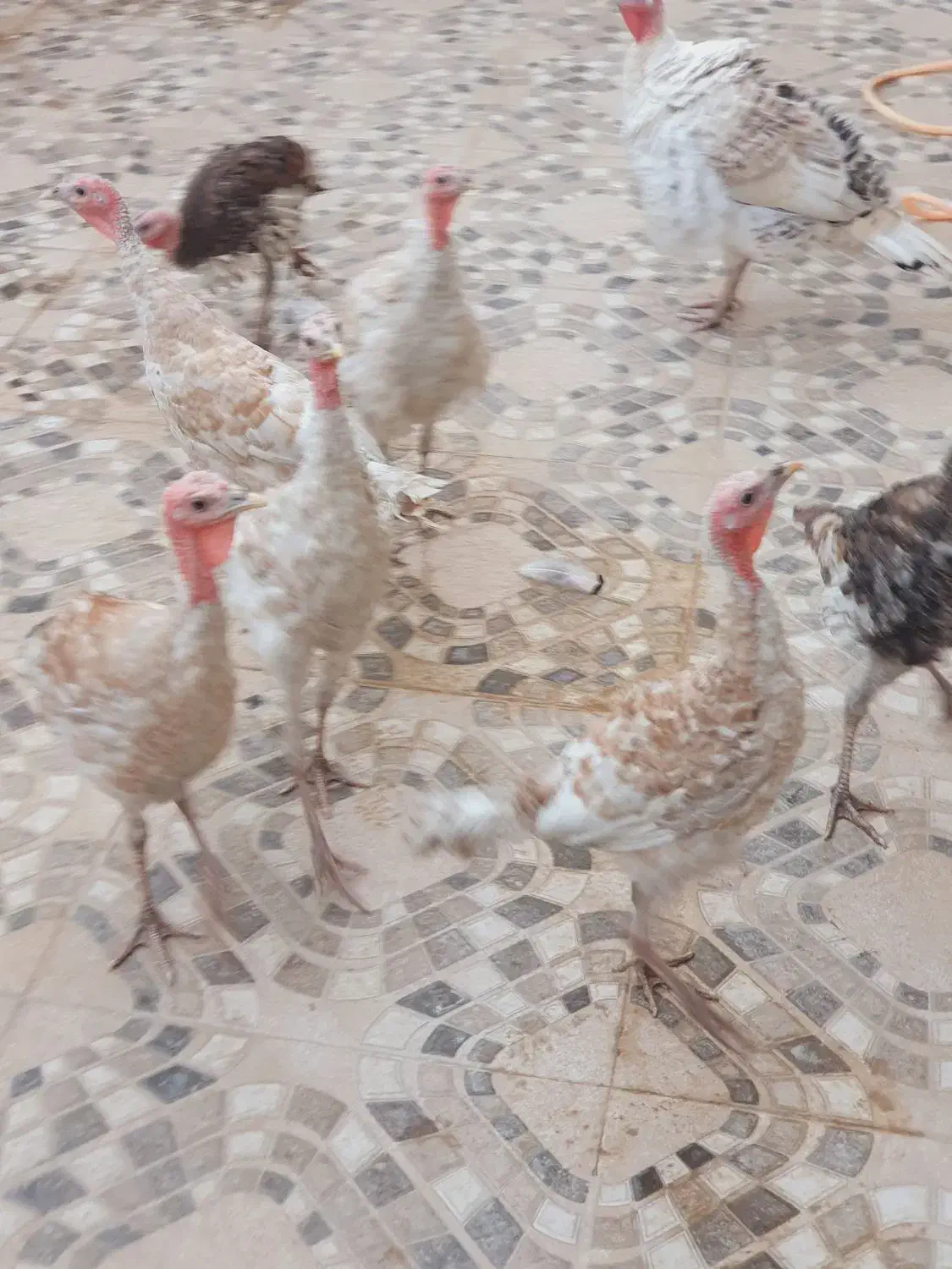 بوقلمون|حیوانات مزرعه|سرپل ذهاب, |دیوار