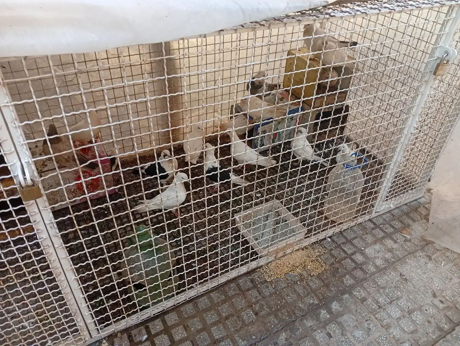 فروش قفس محکم بافنس|لوازم جانبی حیوانات|یزد, |دیوار