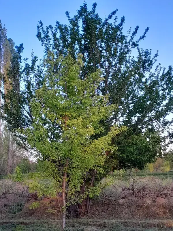 بنا سنگ چینی بلوک چینی وغیره هستم|خدمات پیشه و مهارت|کتالم و سادات شهر, |دیوار