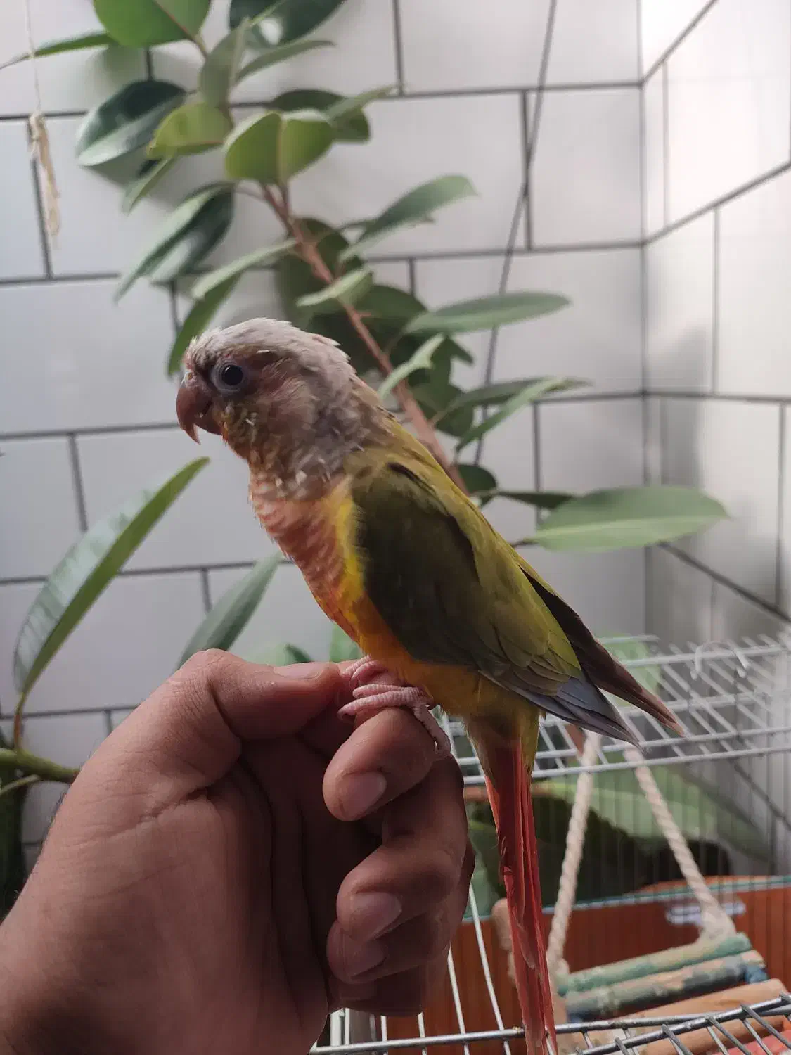 طوطی گرینچیک|پرنده|صحنه, |دیوار