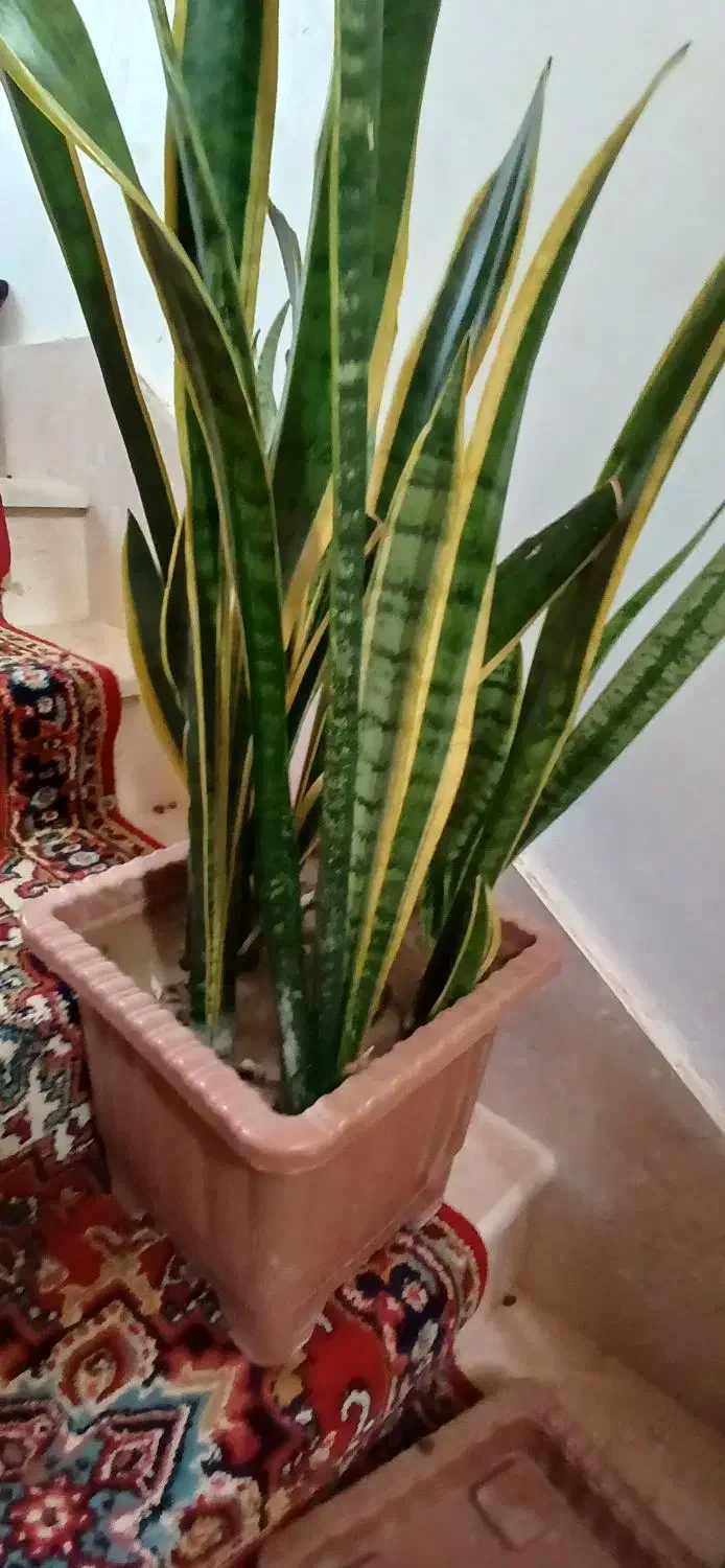 دوعدد گل سانسوریا‌ ویکی لب طلا دیگری ساده|گل و گیاه طبیعی|بناب, |دیوار