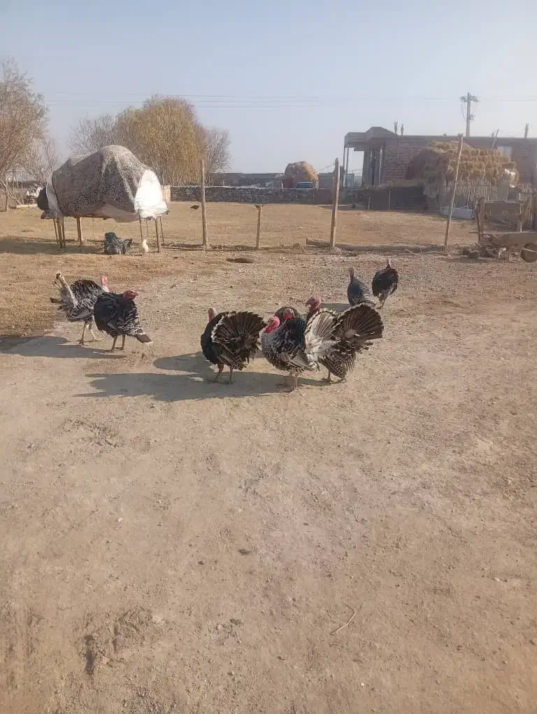 بوقلمون سالم و طبیعی|حیوانات مزرعه|پلدشت, |دیوار