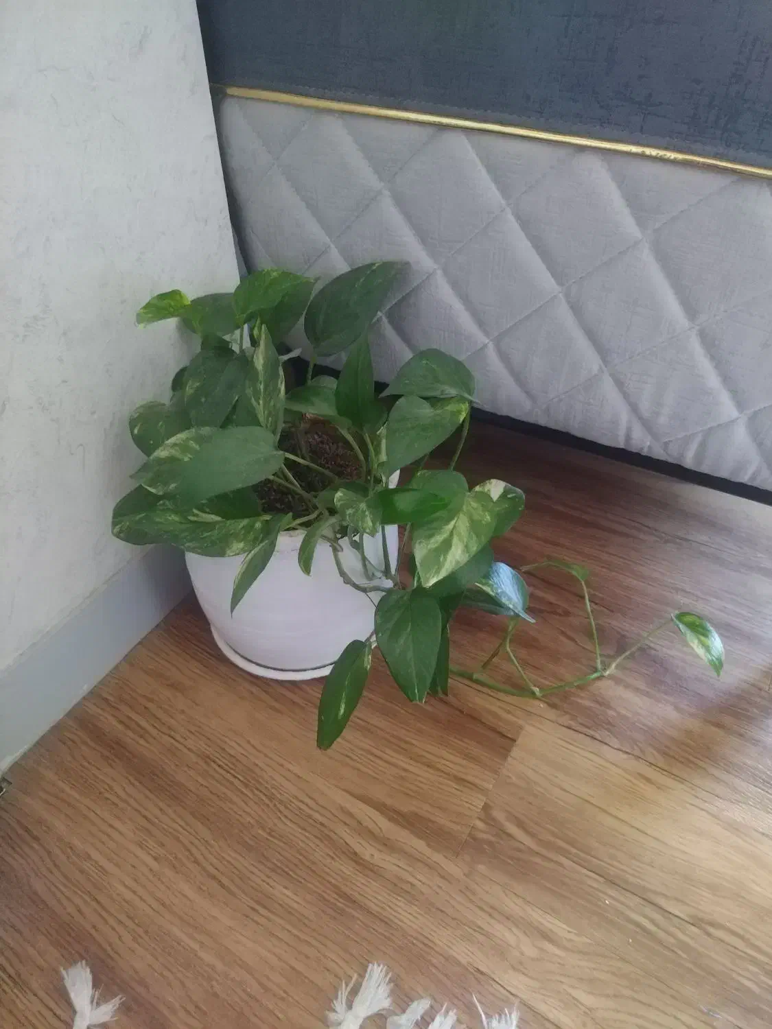 گل اپارتمانی دورنگ|گل و گیاه طبیعی|اصفهان, دانشگاه اصفهان|دیوار