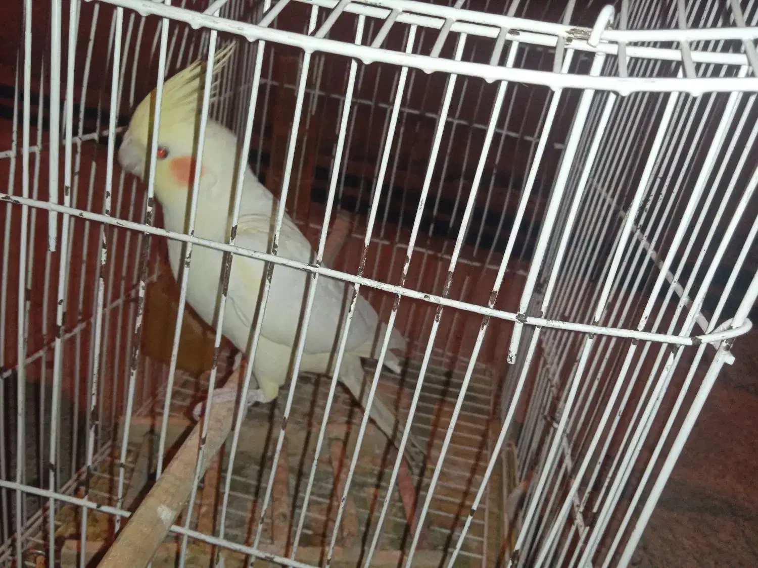 عروس هلندی|پرنده|لالی, |دیوار