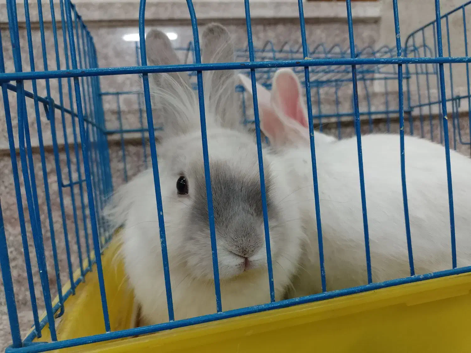 یه جفت خرگوش|موش و خرگوش|یزد, |دیوار