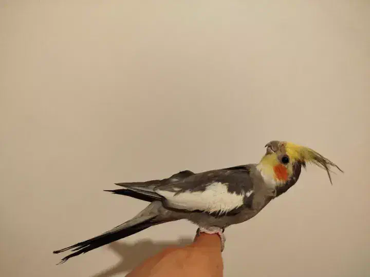 عروس هلندی دو عدد نر سخنگو و یک عدد ماده و قفس|پرنده|ساوه, |دیوار