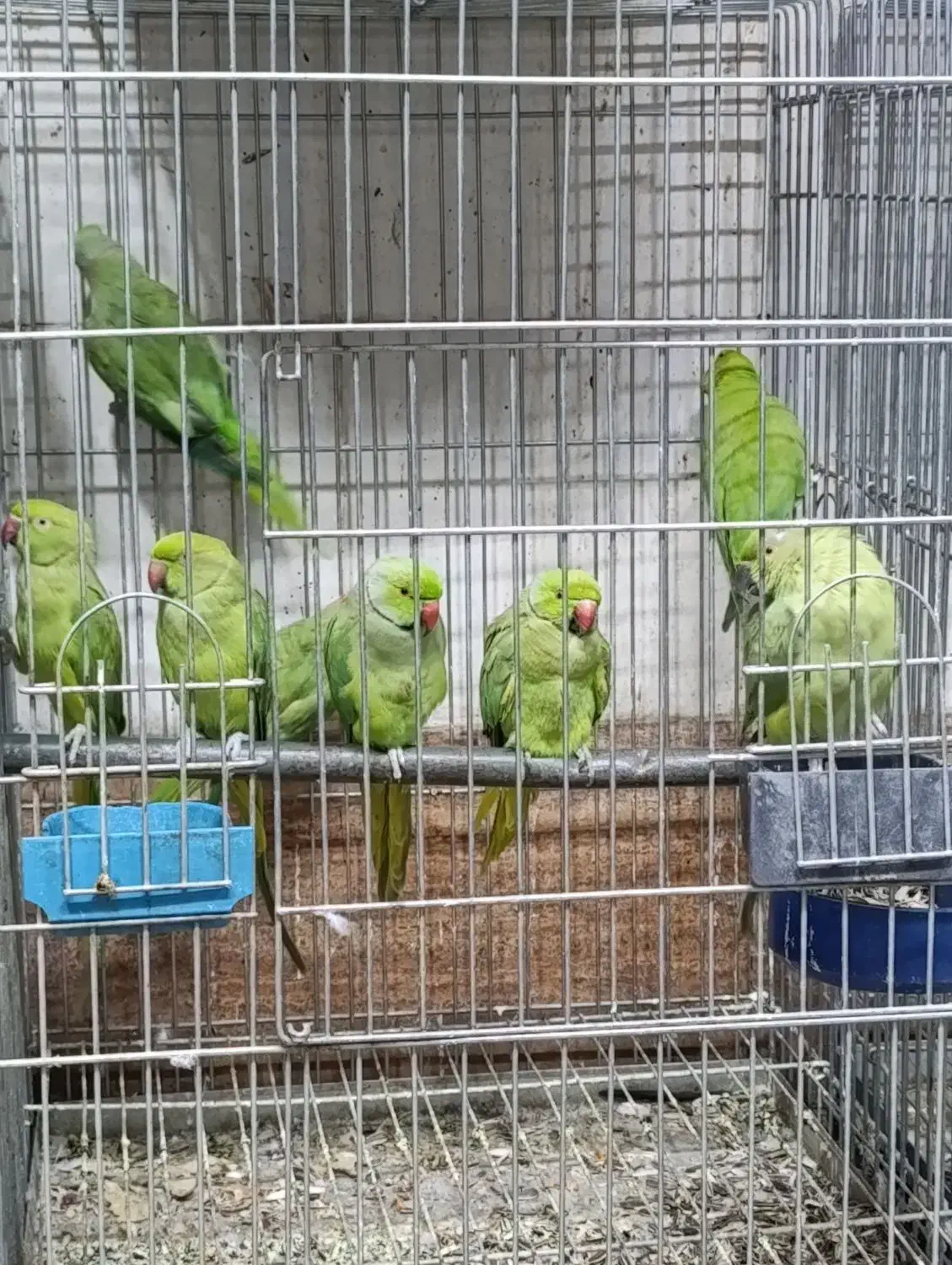 طوطی سبز ملنگو نر ماده موجود|پرنده|اصفهان, عطار نیشابوری|دیوار