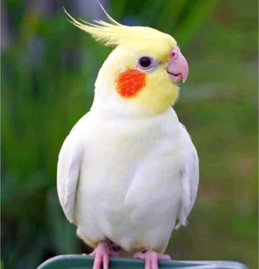 گمشده عروس هلندی|پرنده|شادگان, |دیوار