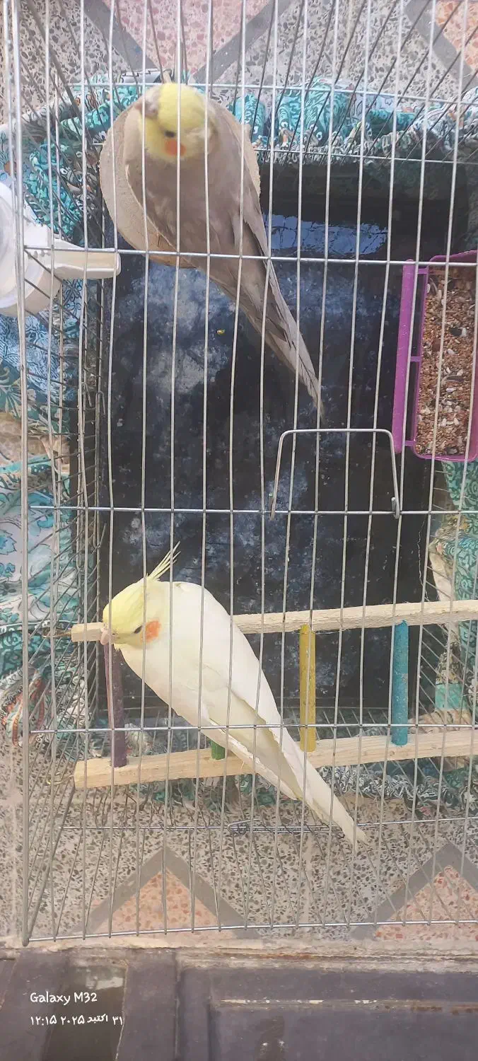 یک جفت عروس هلندی سخنگو|پرنده|اصفهان, شاهد|دیوار