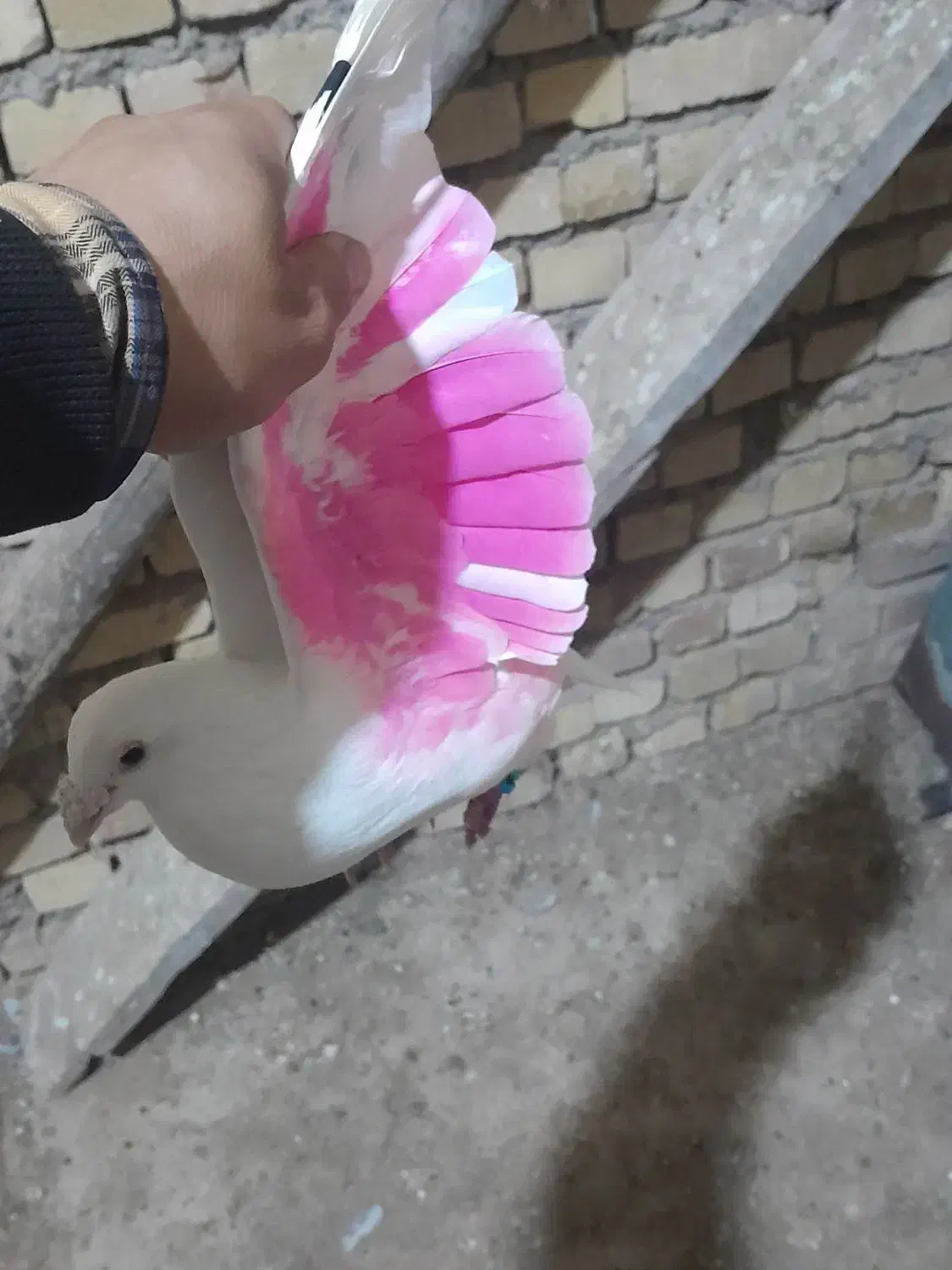 کبوتر پلاگی اصل ۴عدد|پرنده|دشتابی, |دیوار