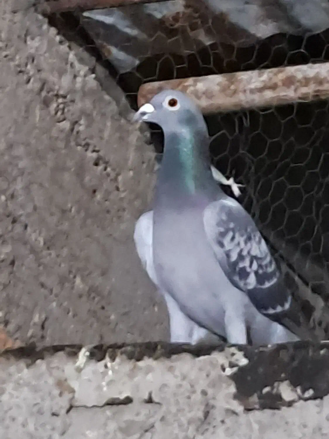 دوبر|پرنده|اردبیل, |دیوار